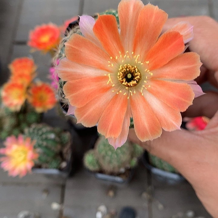 854 实生丽花5厘米盆