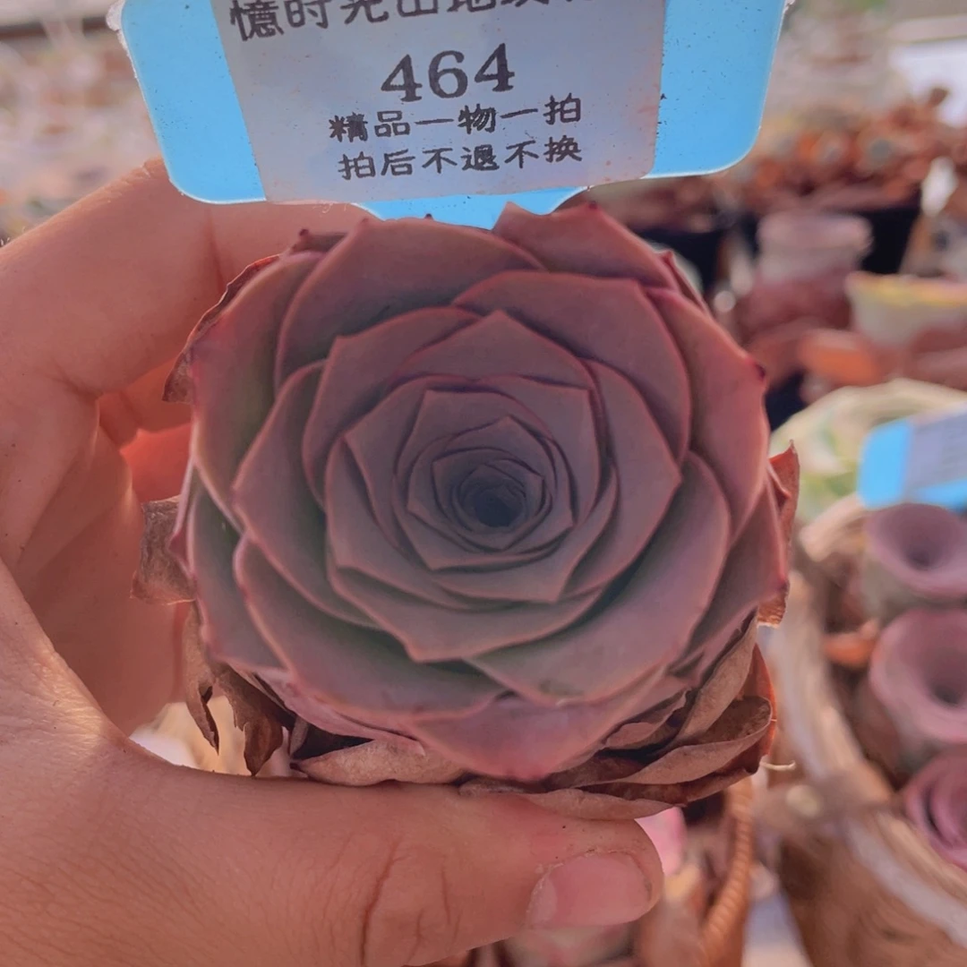 山地玫瑰464裸根发货不售后