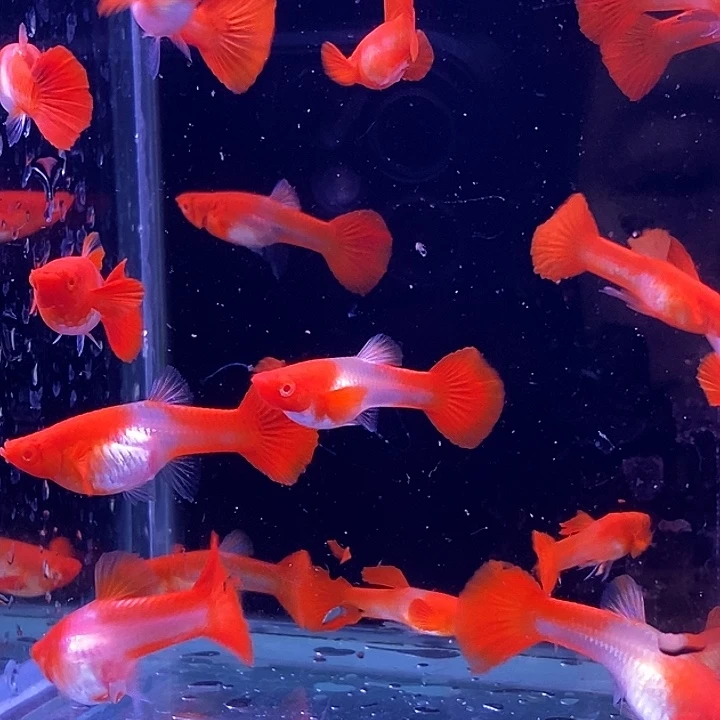 孔雀鱼小分水20条包邮