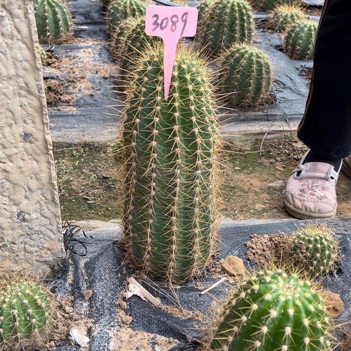 大仙女毛花柱微瑕3089