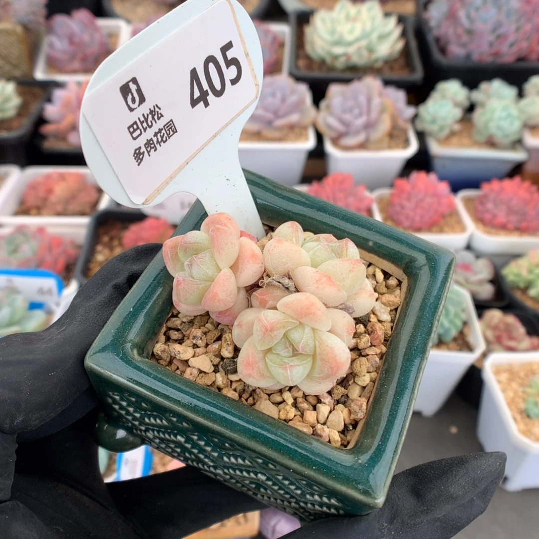 405 迷你粉透冰玉