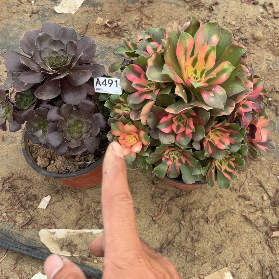 佩***a491两颗组合多肉植物法师
