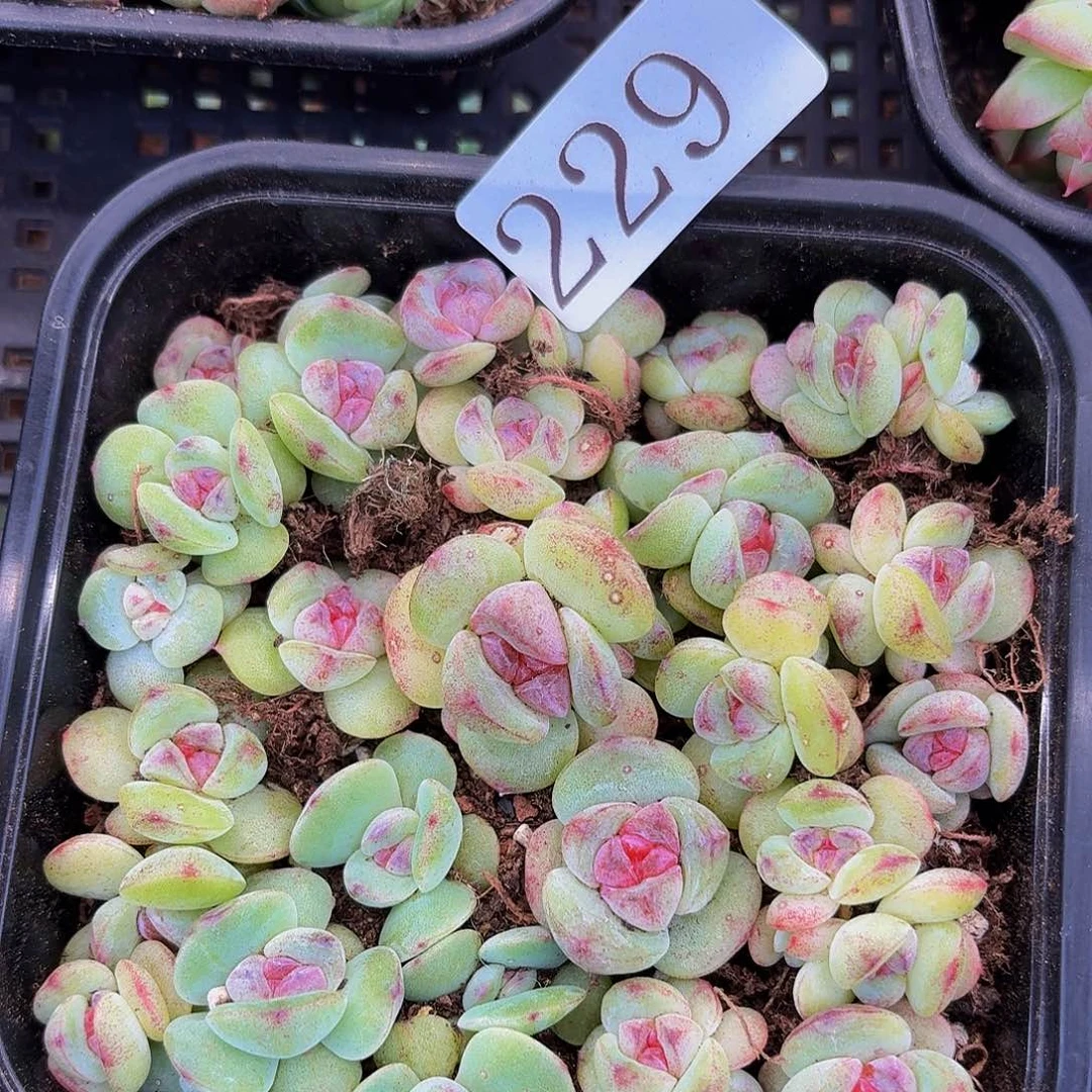 +**～多肉植物多肉植物229