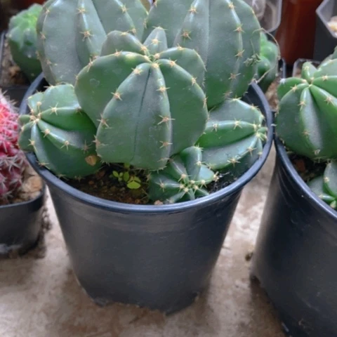 微刺虾仙人球25米仙人球