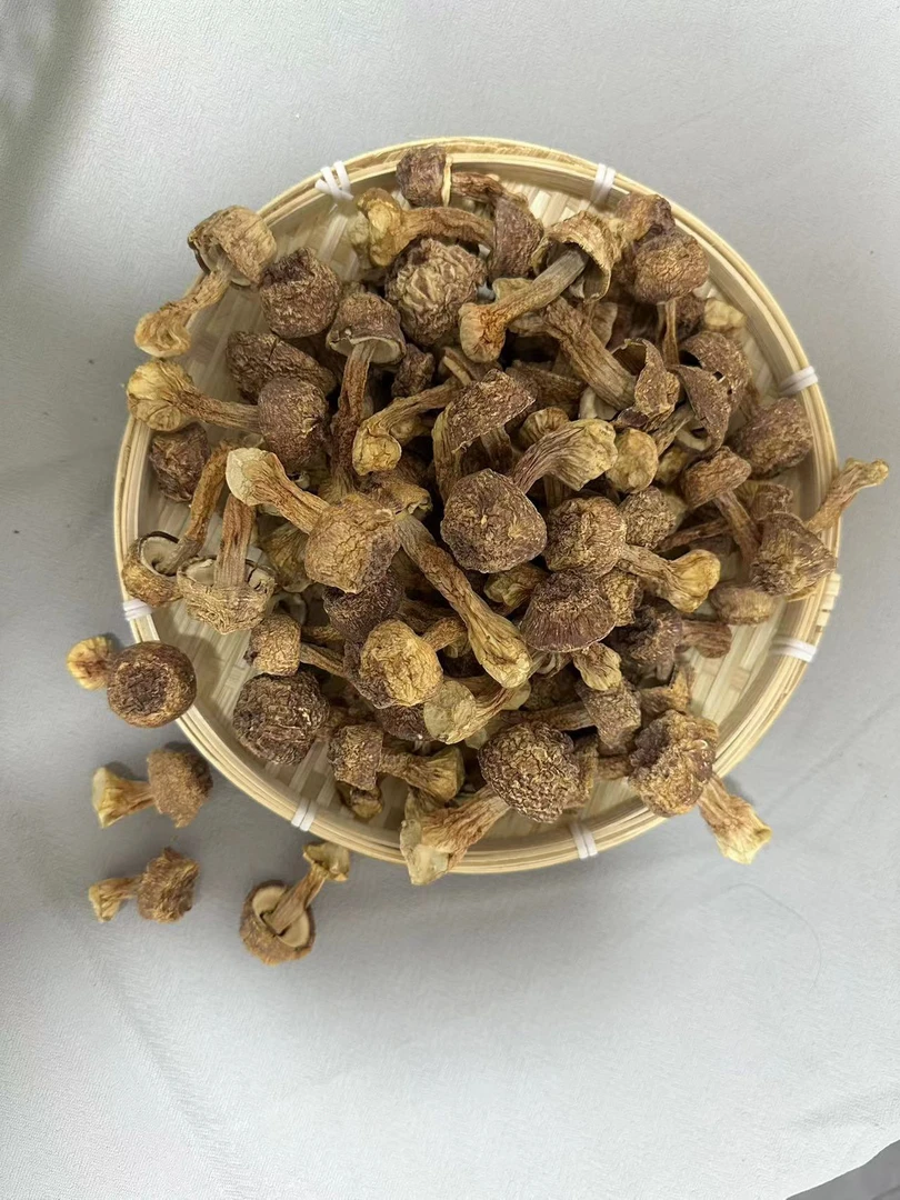 云南特产姬松茸高山种植美味食用菌菇