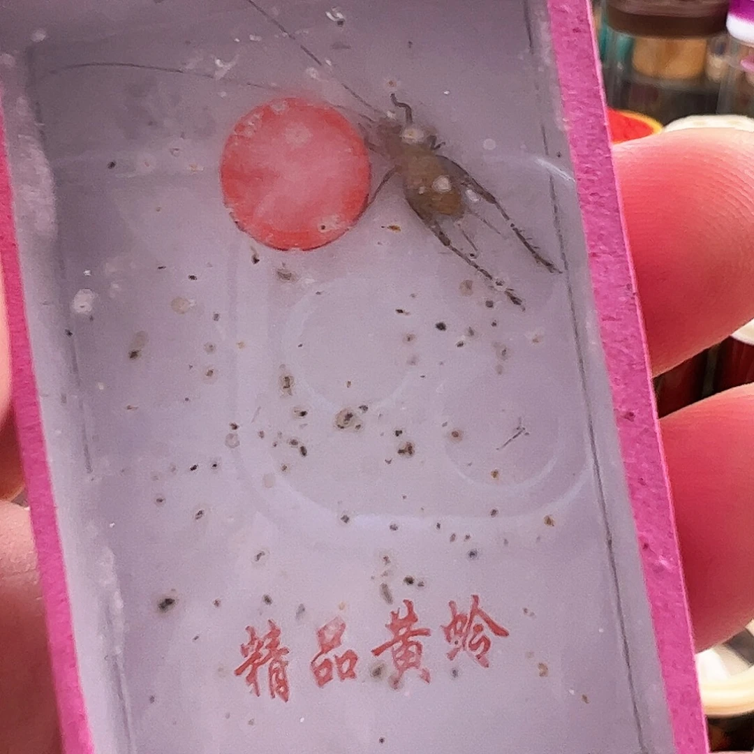 哈哈哈哈哈大黄四个