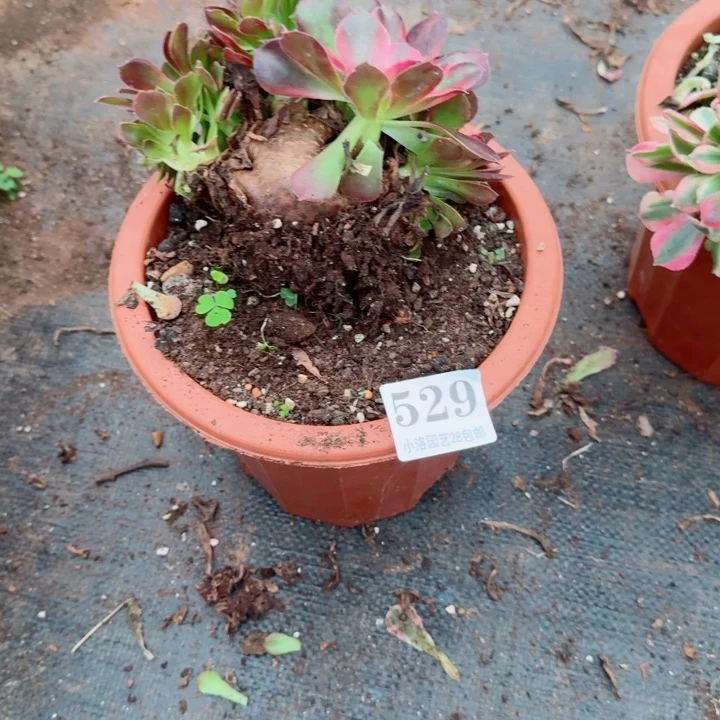 529香妃缀化多肉植物满28包邮