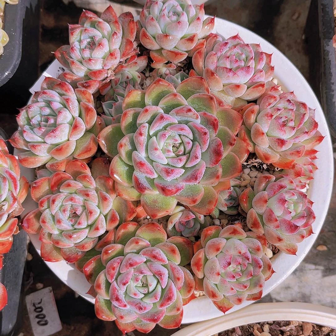 19公分佳人99899999