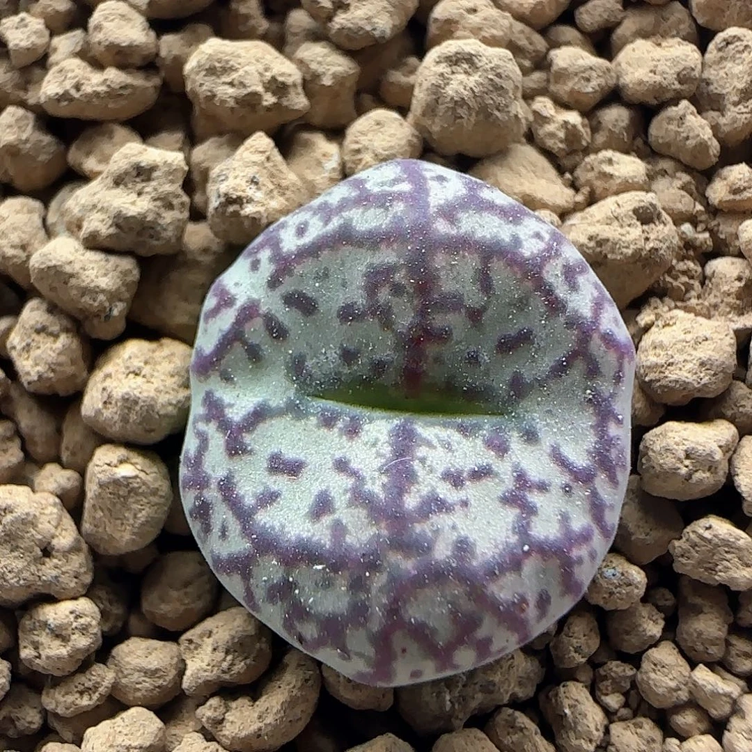 哈哈哈哈哈哈46755