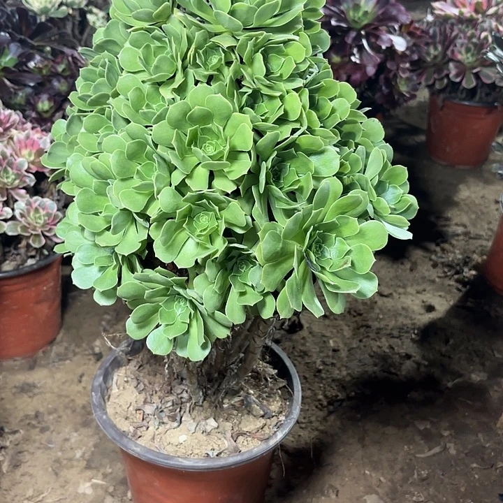 多肉植物绿羊绒37