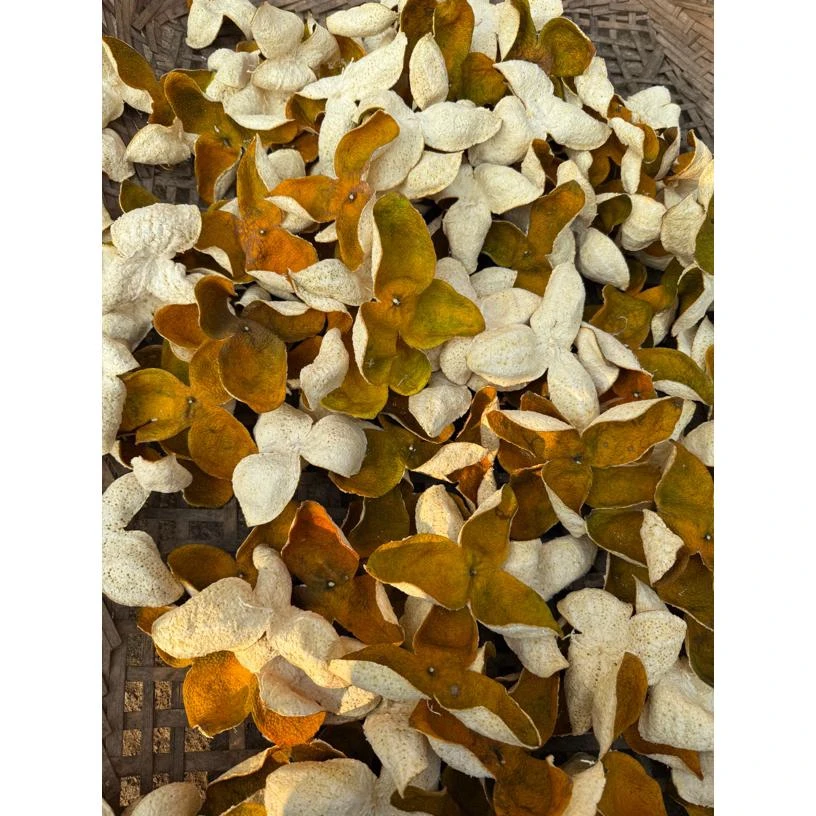 广西浦北2025年精品老树大红二红皮   6.0起