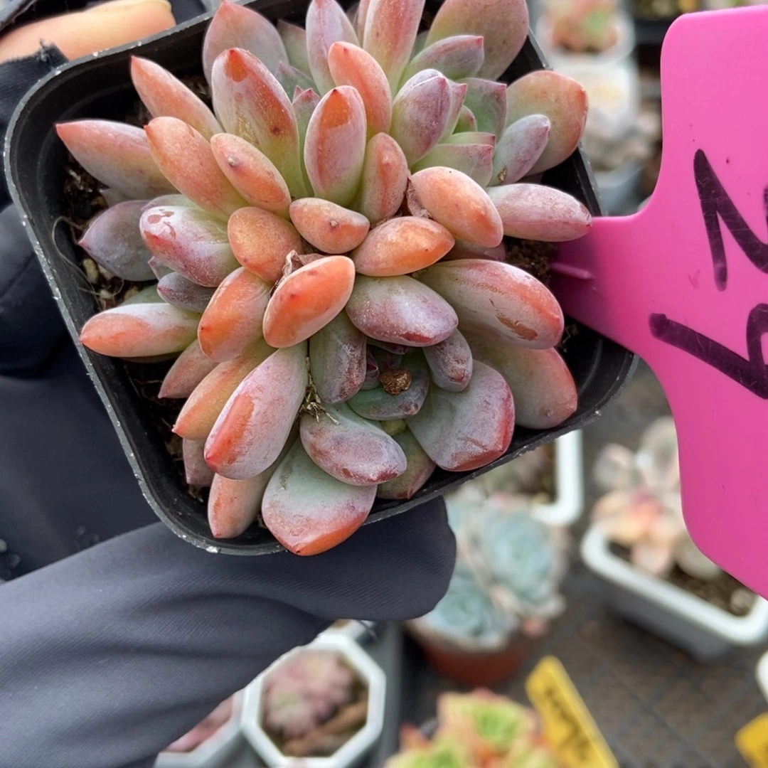 29全明星多肉植物