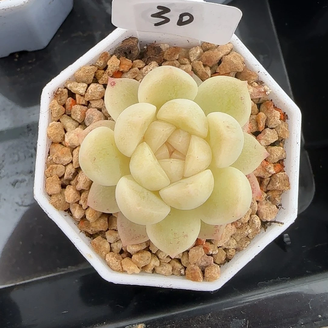 30开播福利财富密码CF7
