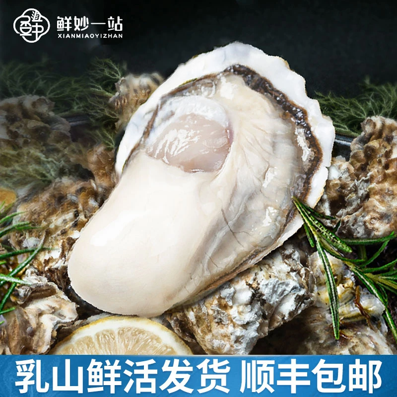 【鲜妙一站】鲜活乳山生蚝 2-6两/个 5斤装