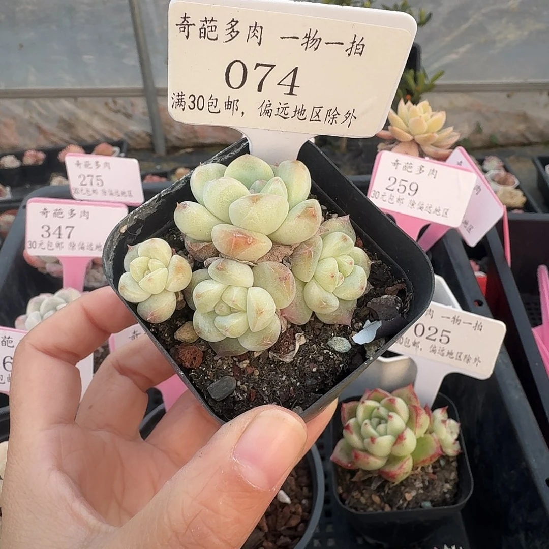 074 多肉脱土 群生不包整 30元包邮除偏远