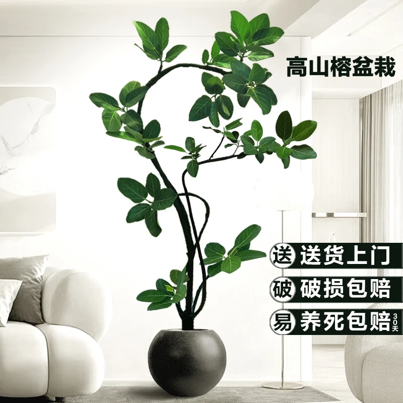 孟加拉榕高山榕客厅绿植网红橡皮树盆栽好养办公室内室外大型植物
