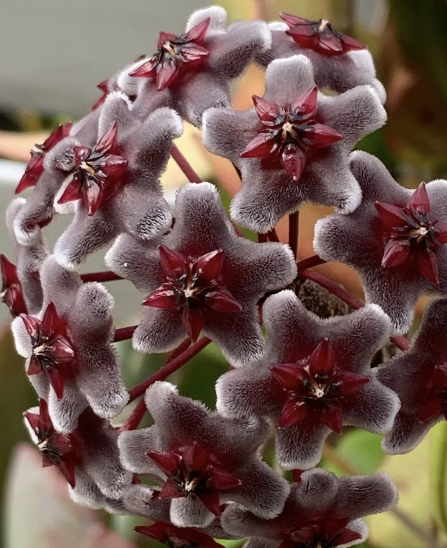 黑巴顿球兰  洒金叶片精致爆花好养室内客厅植物 云南鲜花绿植