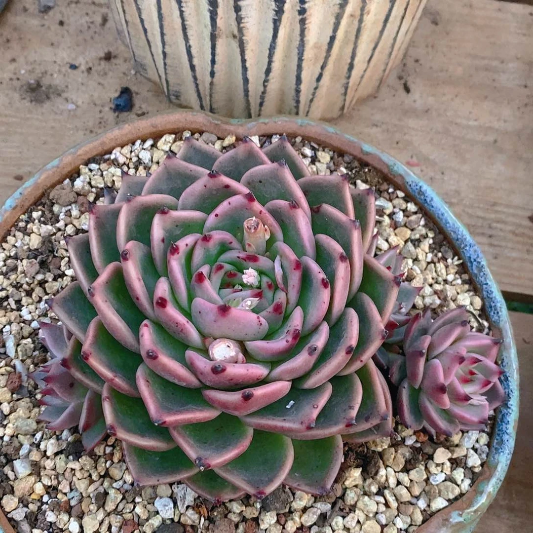 多肉植物一物一拍粉萌