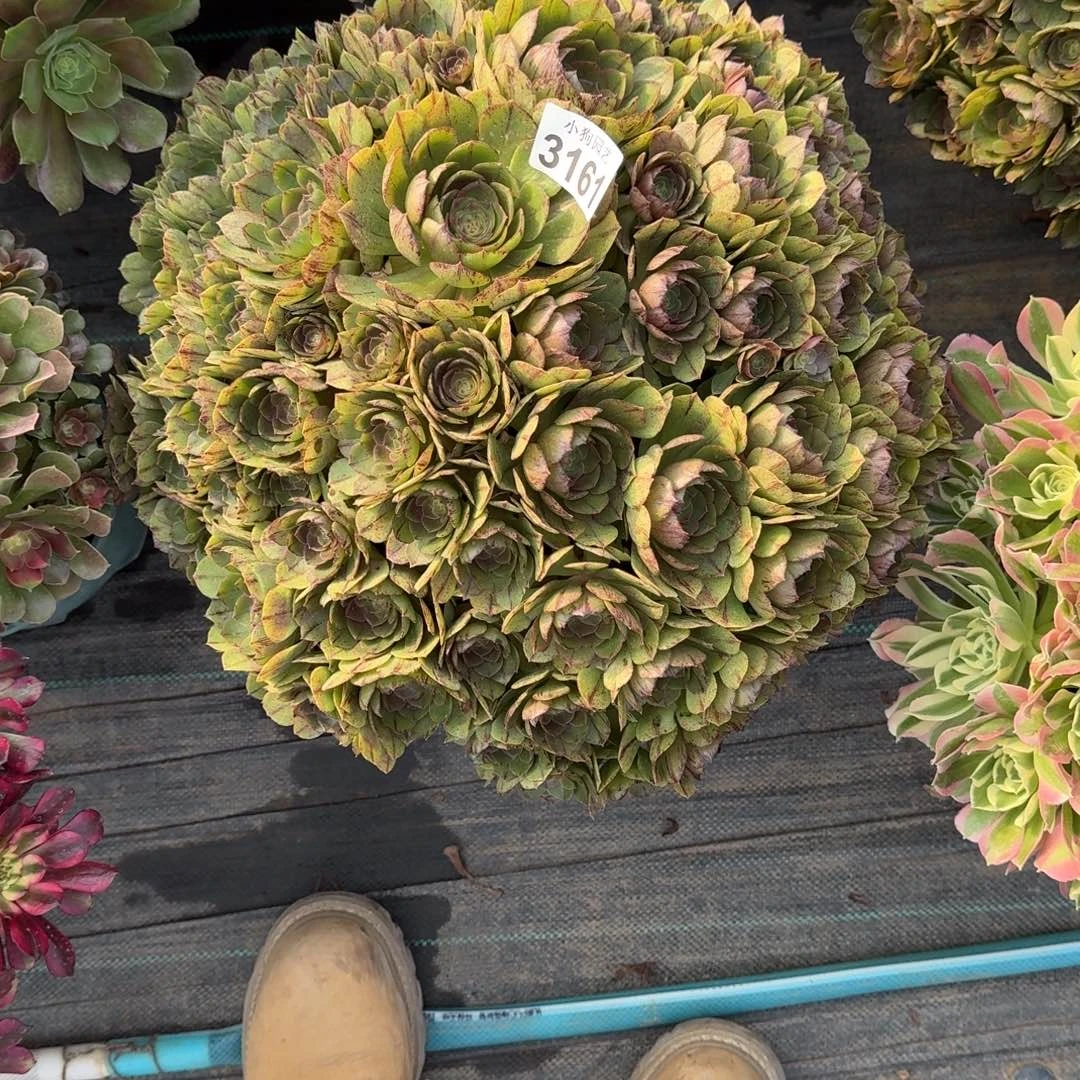 简*%万拉丝多肉植物3161