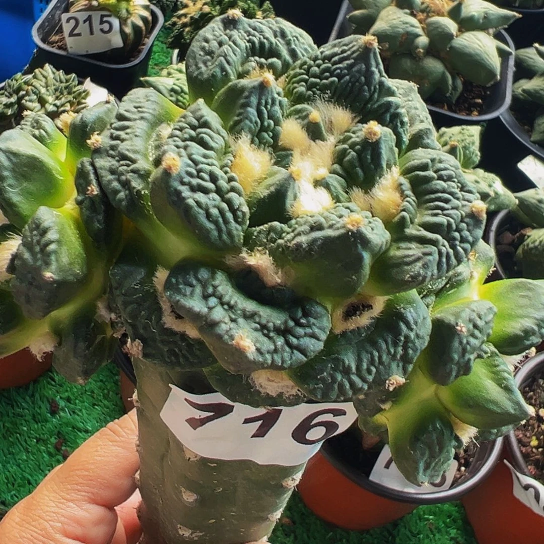 无花朵福利龟甲牡丹群716