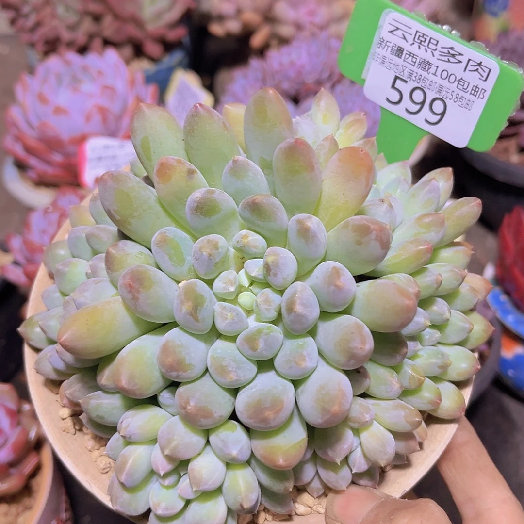 599奶糖多肉植物