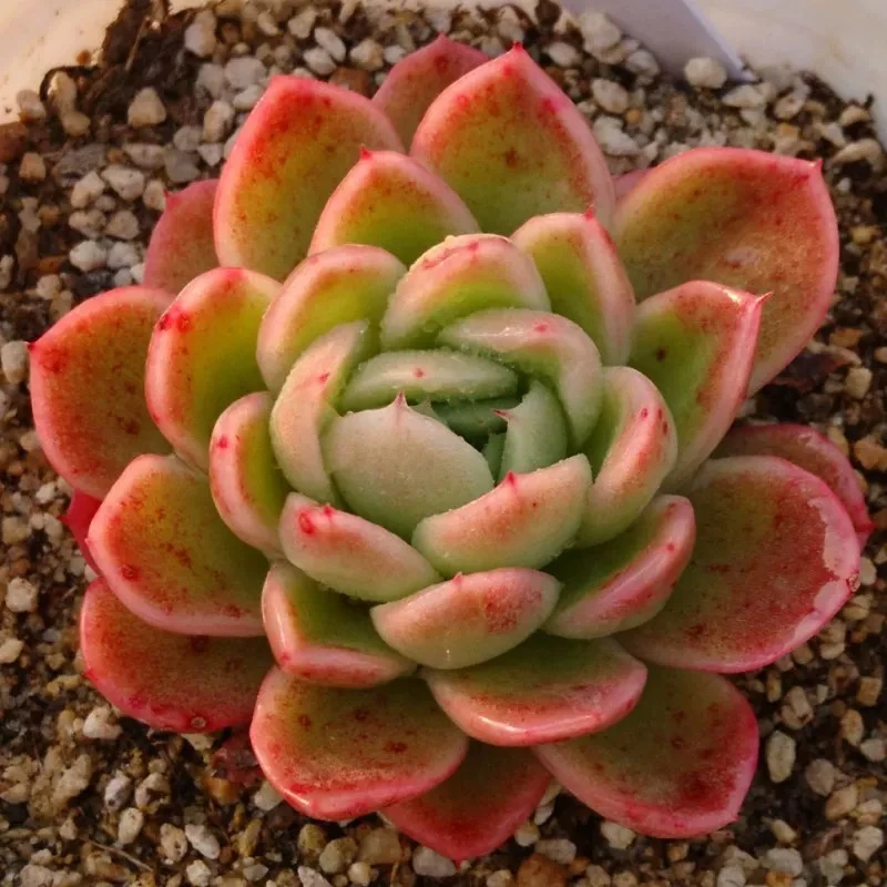 【满9.9包邮】红东云6.5cm盆多肉植物阳台花卉以直播间介绍为准