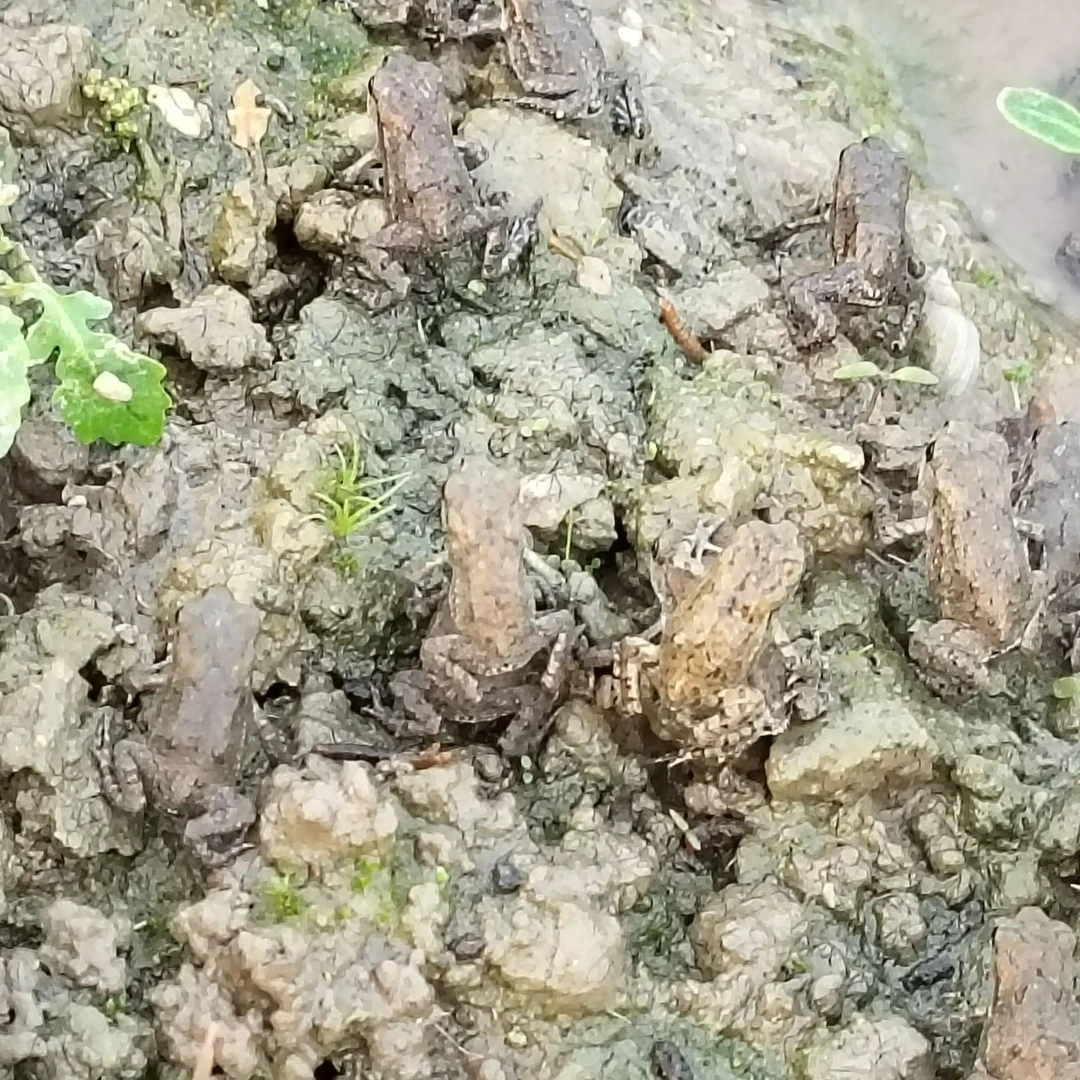 鲜活青蛙蝌蚪苗蛤蟆蝌蚪苗小四脚苗活体青蛙包活包邮