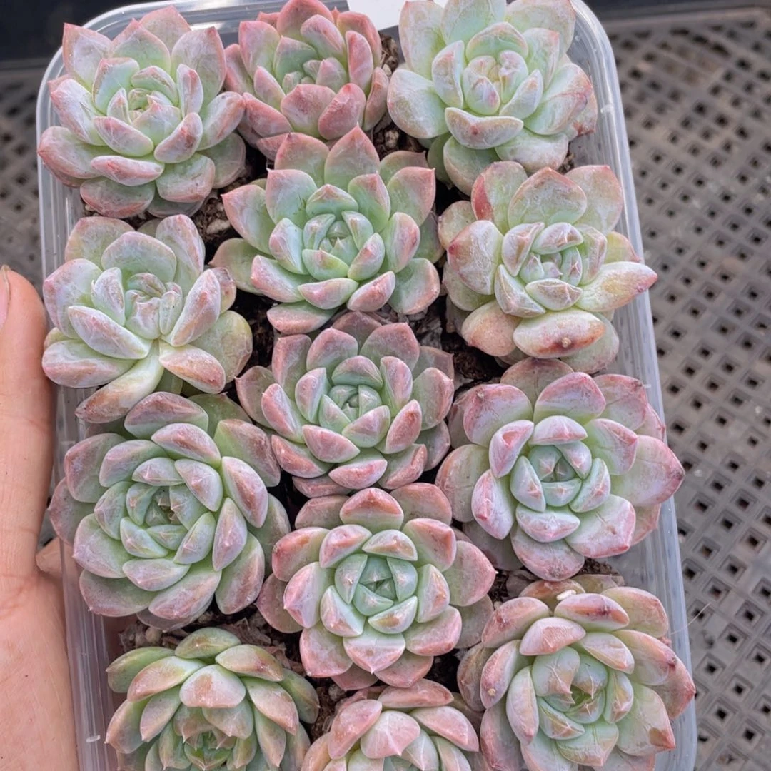 云糖心多肉植物177
