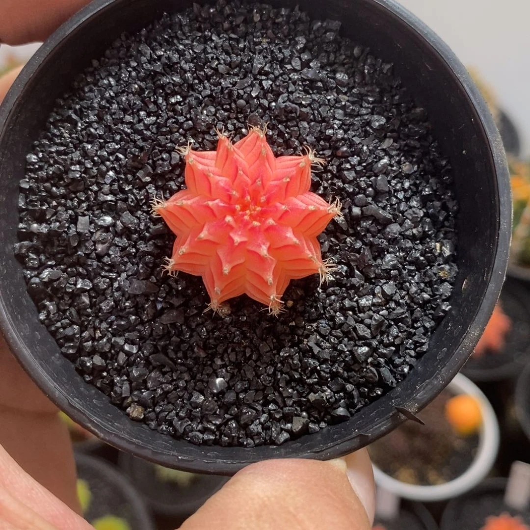 精品米哈—脱土发货36