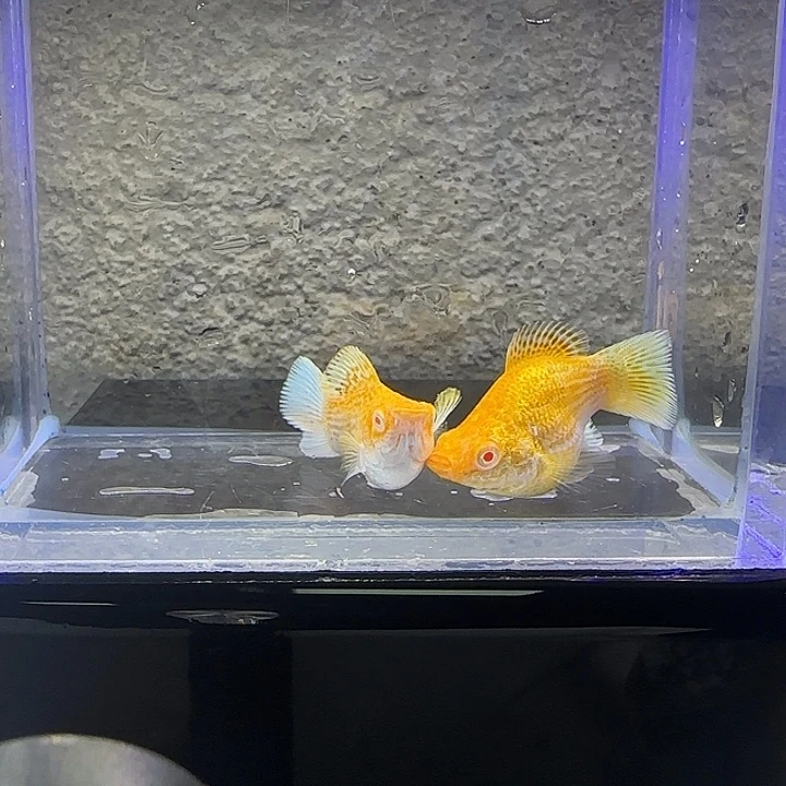 孔雀鱼黄金红眼。46号