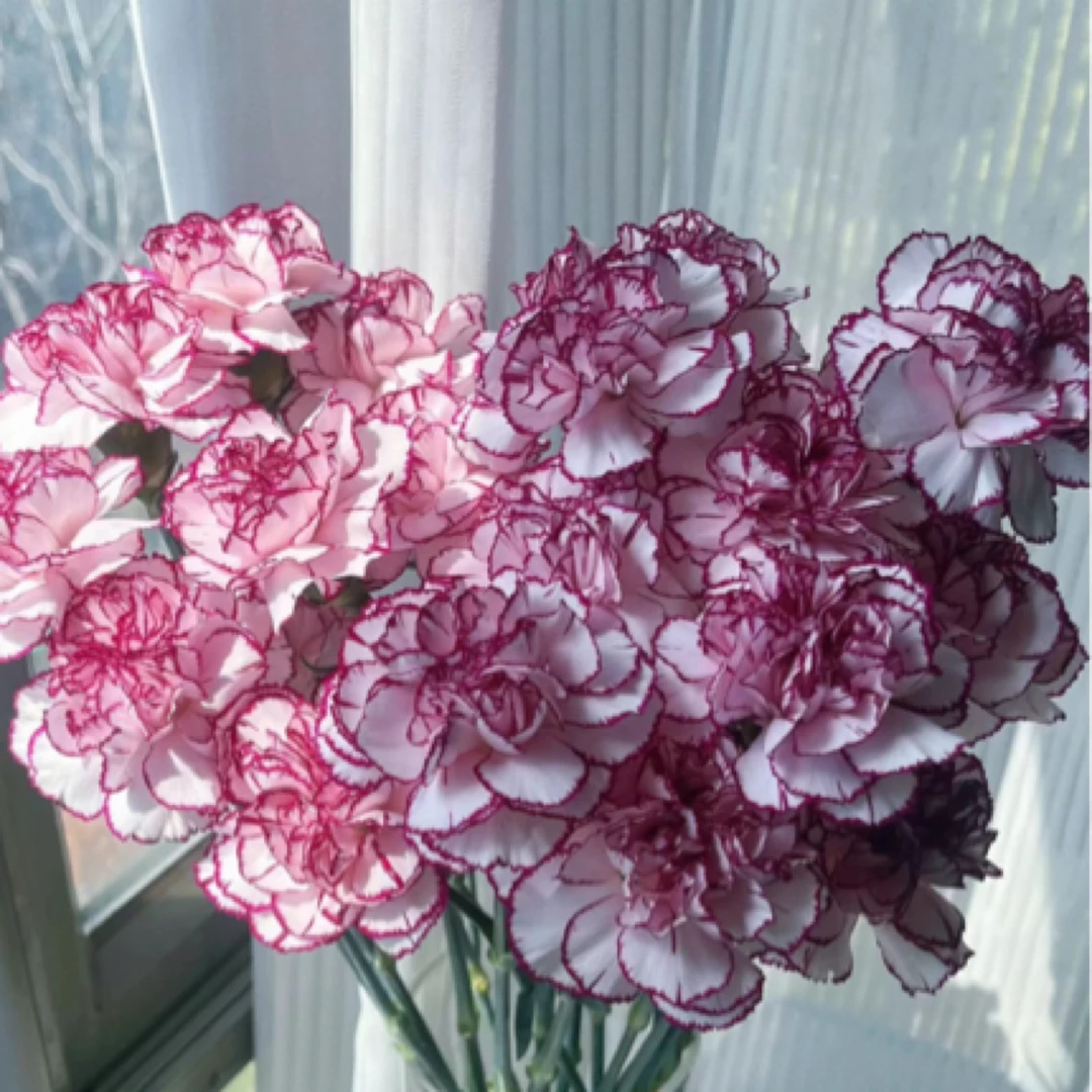 特价【鲜花同城送】10支紫精灵康乃馨（任意两单有送小礼品）