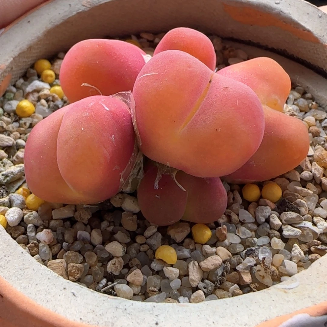 5990 大白多肉植物园