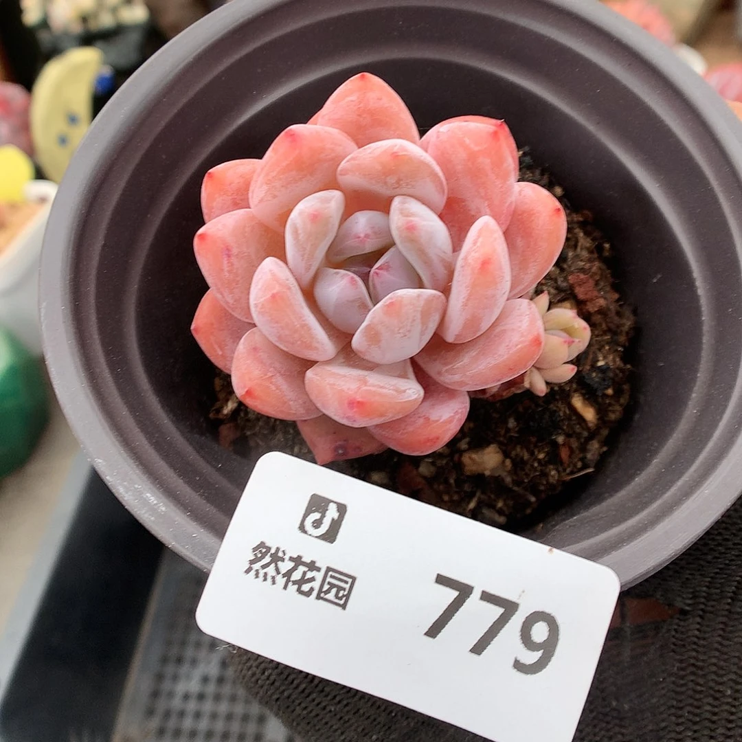 779梦露多肉植物6666