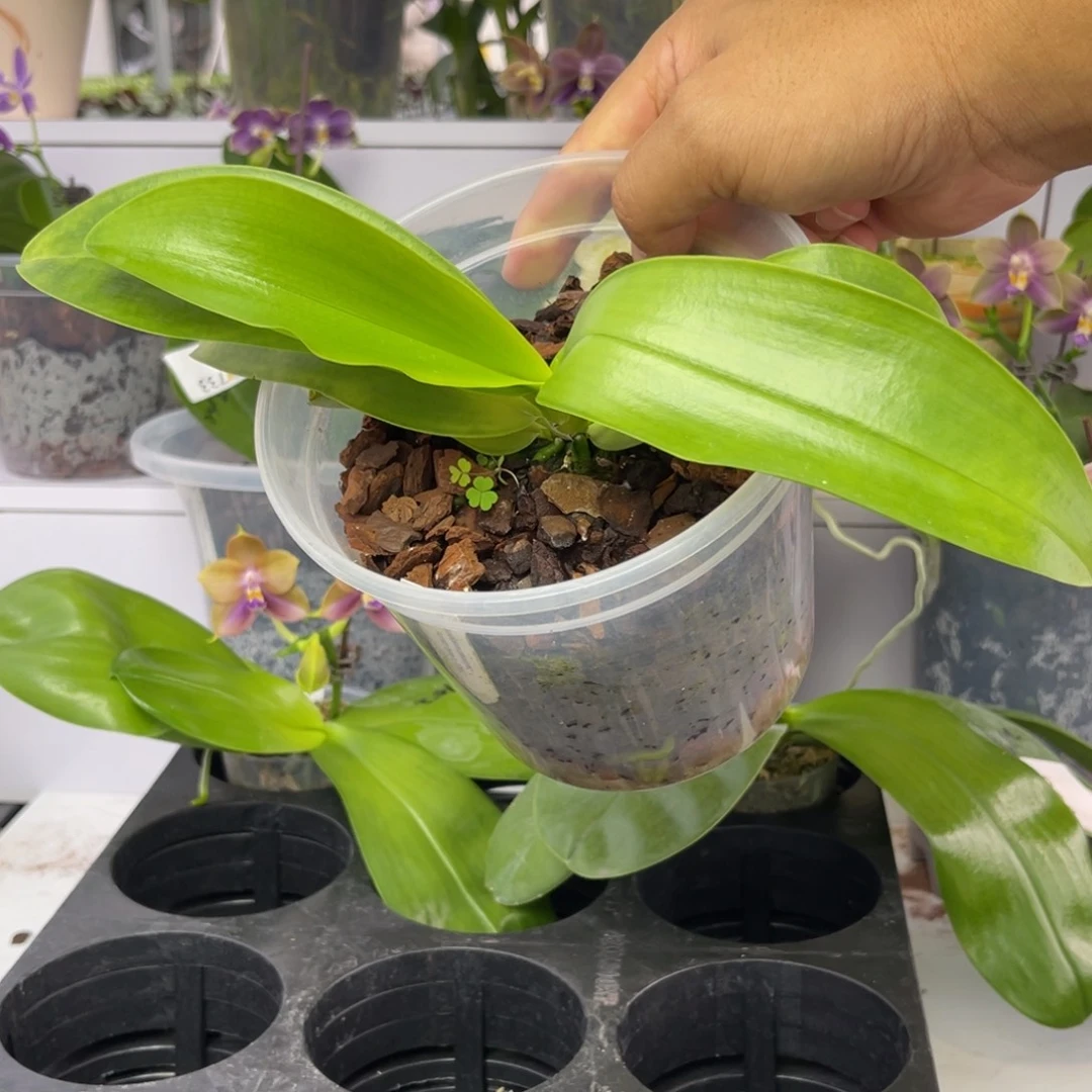 完全开放1810 5寸双梗 22KR红路德 一物一拍