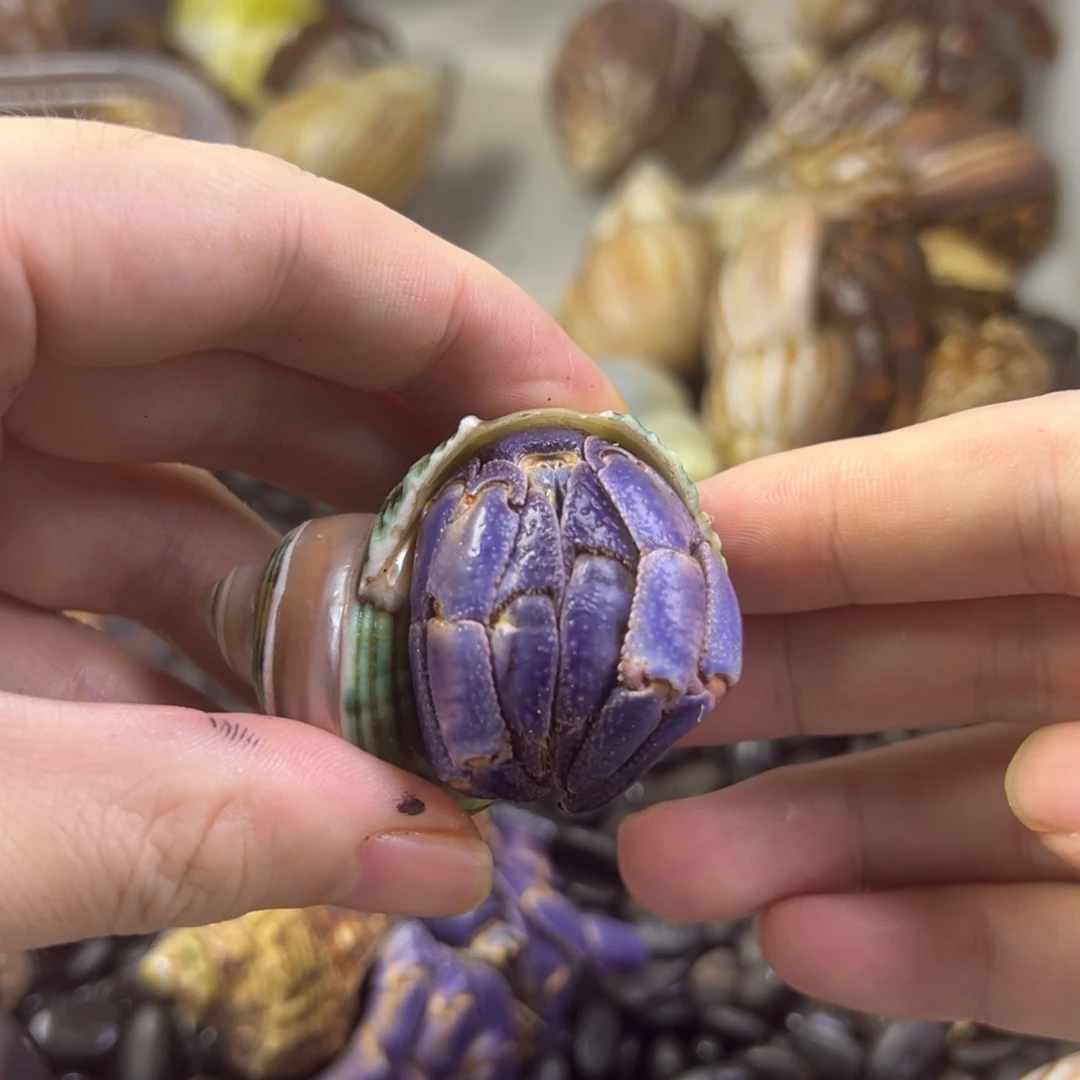 繁殖鱼蟹虾紫陆寄居蟹