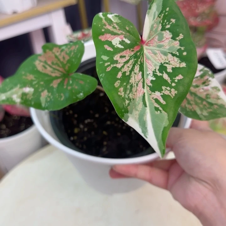 无花朵泰彩Q3962..