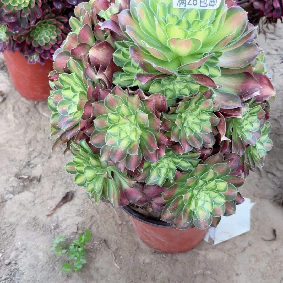 2860少华多肉植物法师