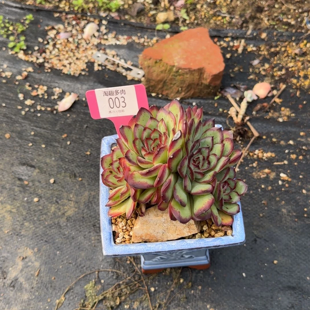 墨***玖多肉植物肉酱玫瑰