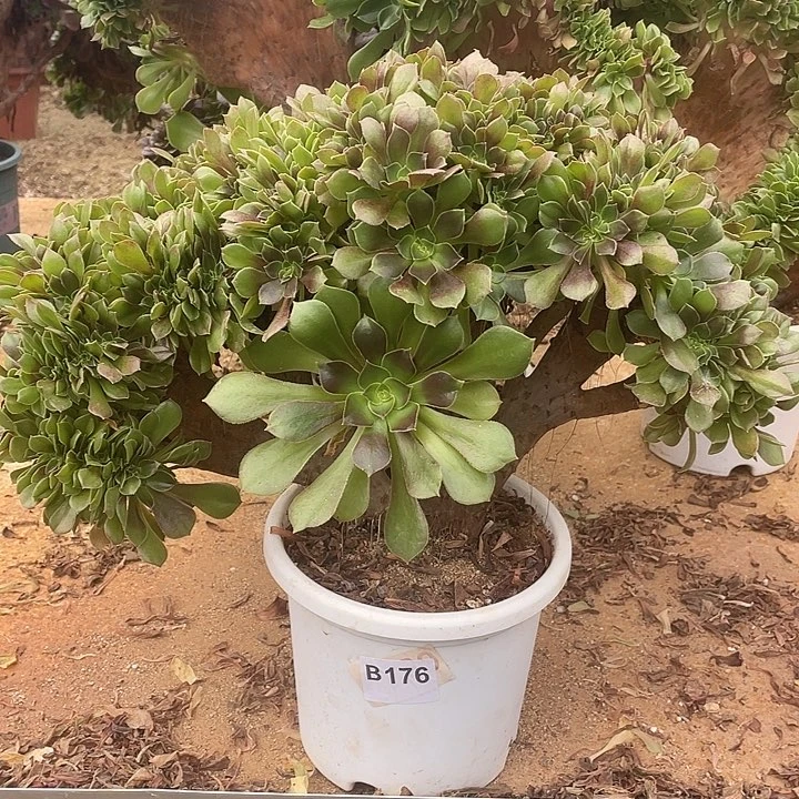 B176柠檬缀化35-1不带盆不带土脱土包邮