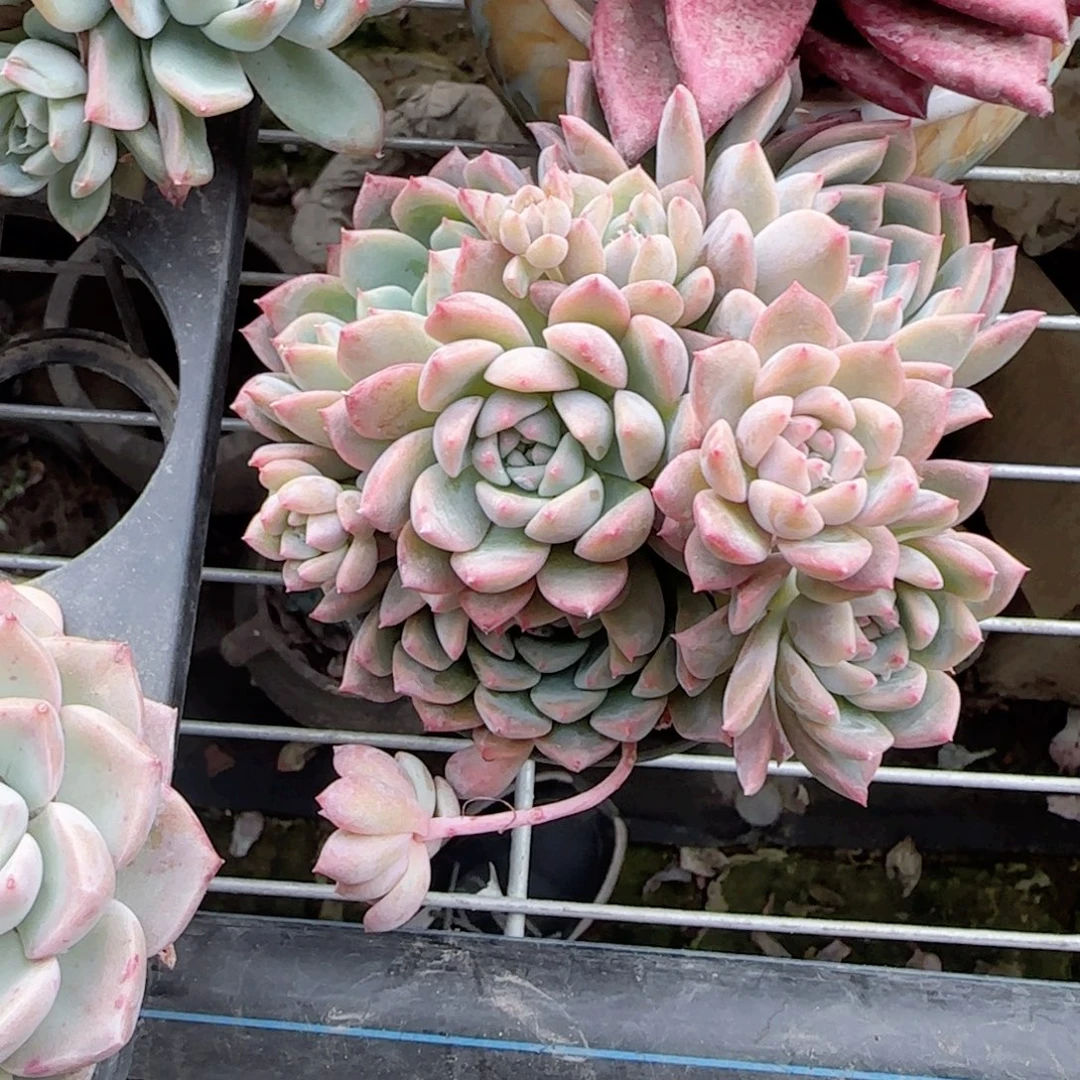 无花朵120霜花群生