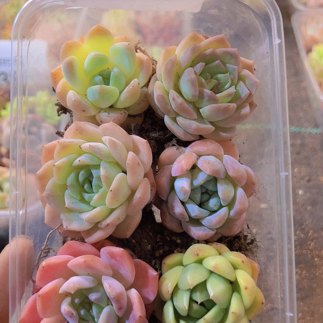 39，拼盘，带盆带土发货