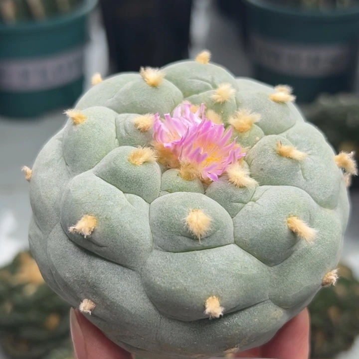 350 可帮发根可发货