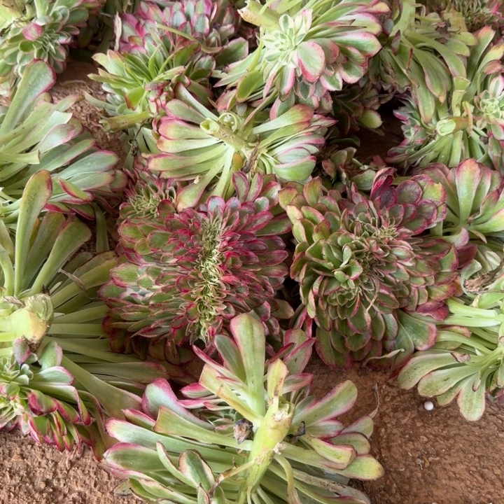 孔雀翎缀化啊啊啊啊