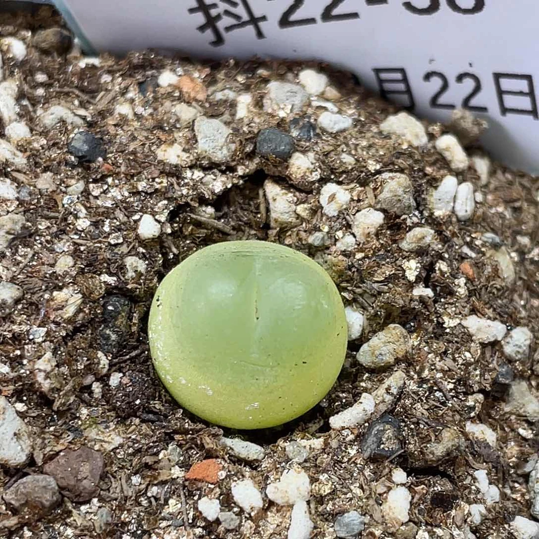 22-38拉登多肉植物