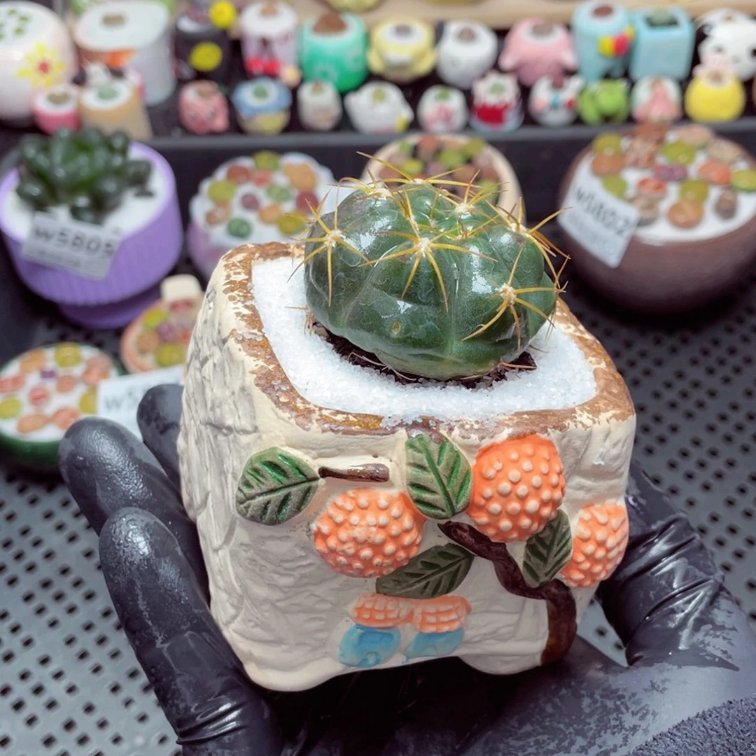 w5807--带盆土发货，零下地区拍保温箱