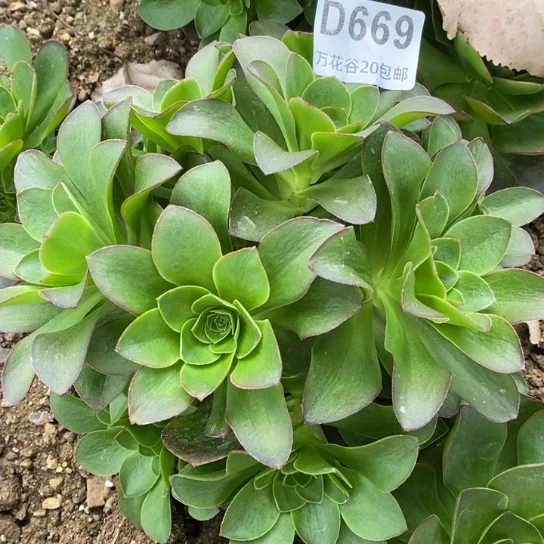 669蓝魅金玫瑰砍过多肉植物