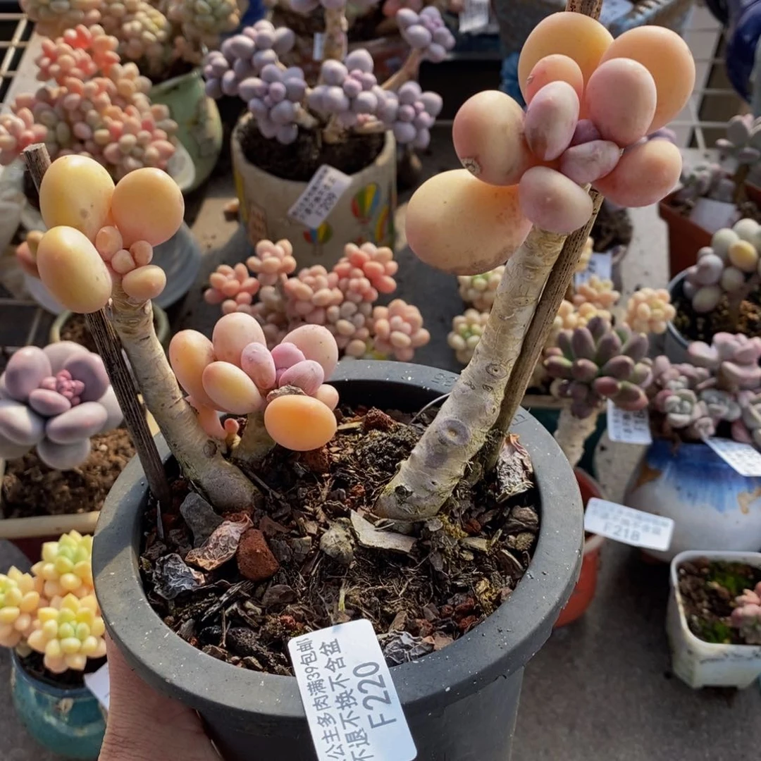 蛋黄奶酪220/10vm叶片黄透