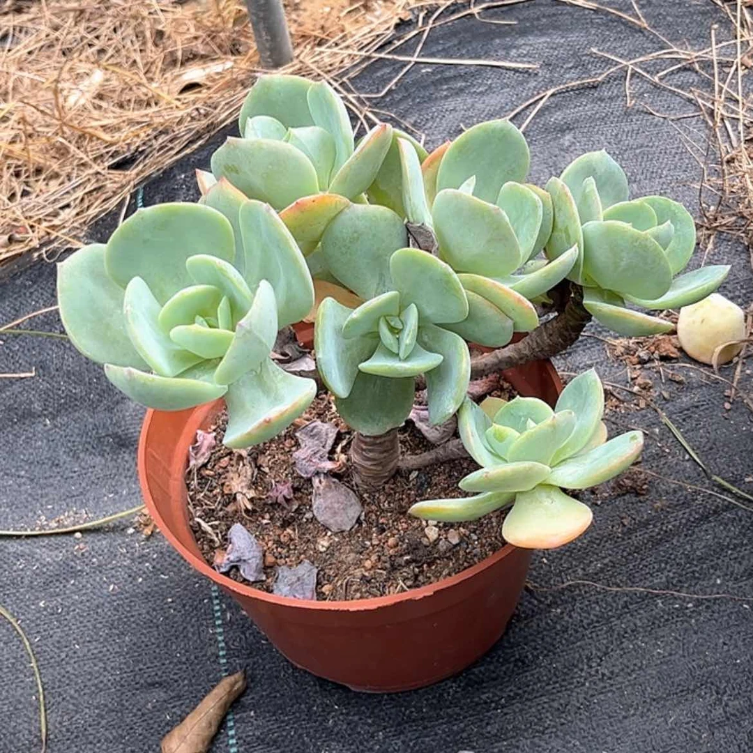 【闪购商品】无花朵玲