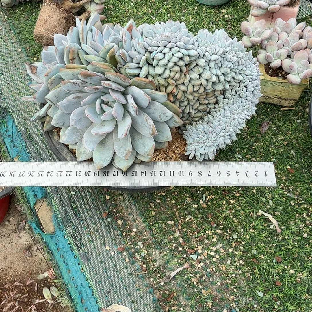 超大冠服星影缀化叶插