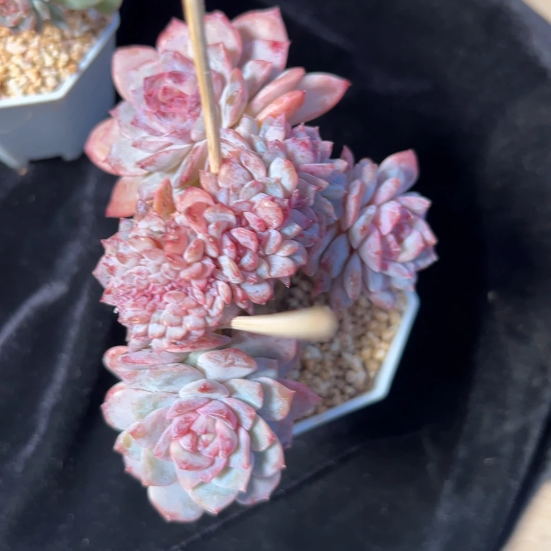 冬***冬新年快乐 新年快乐